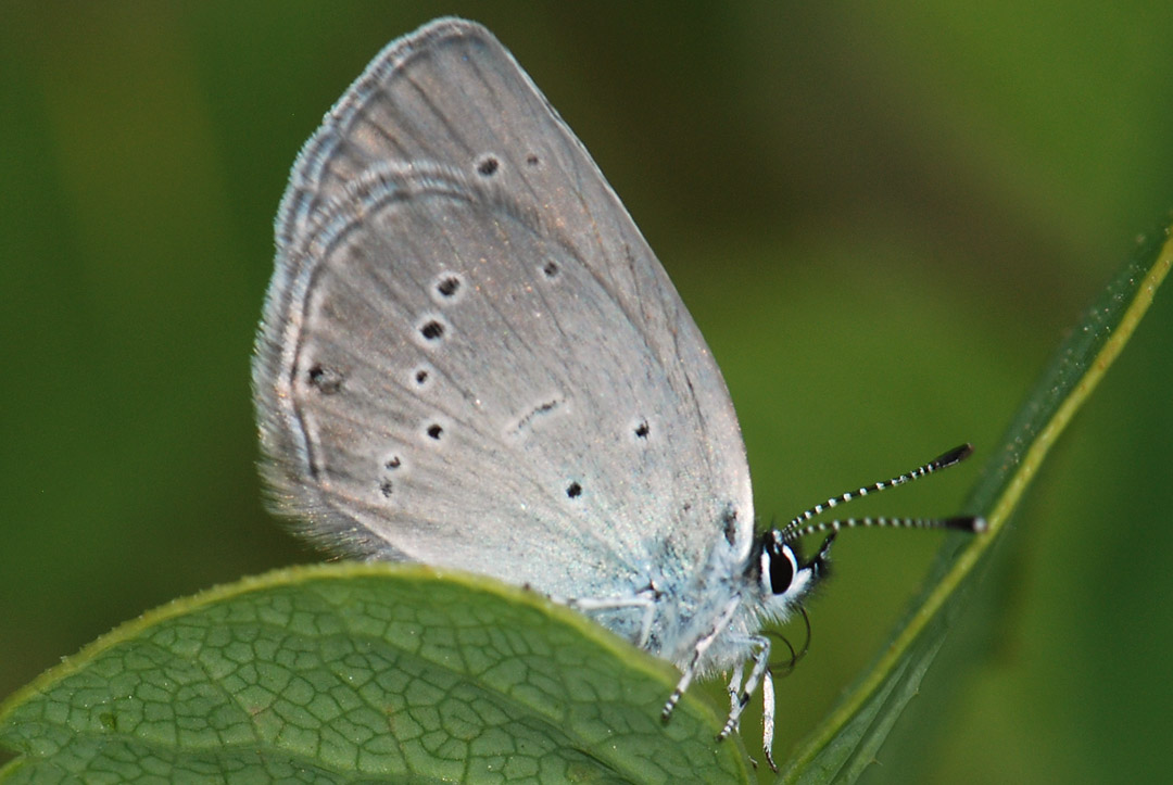 Aiuto  Lycaenidae  da I.D. : Cupido minimus